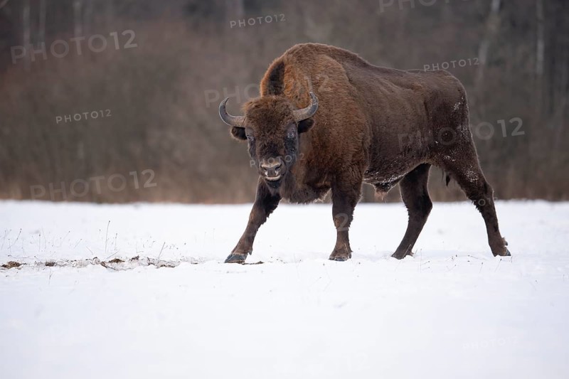 European bison (Bos bonasus, Bison bonasus), bison bull in a forest clearing in winter, Podlaskie Voivodeship, Poland