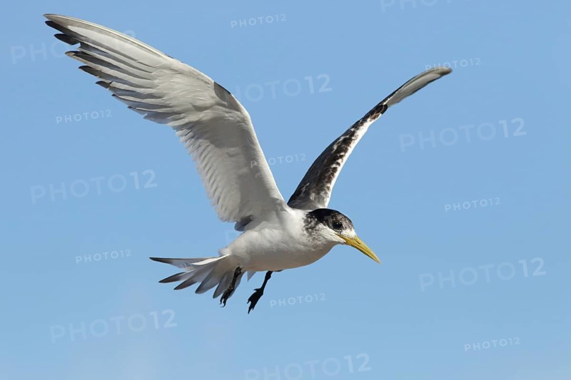 Greater Crested Tern (Thalasseus bergii) juvenile flying, Victoria, Australia