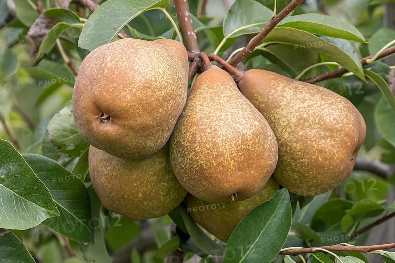 Pear (Pyrus communis 'Princess Marianne'), Bundessorteamt, Germany