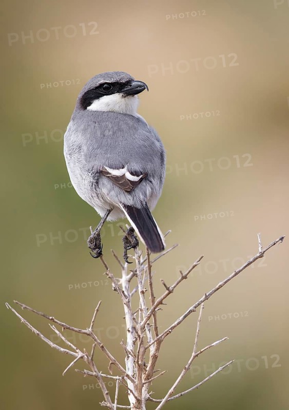 Southern Grey Shrike (Lanius meridionalis) perched on a dried twig, Fuerteventura, Spain