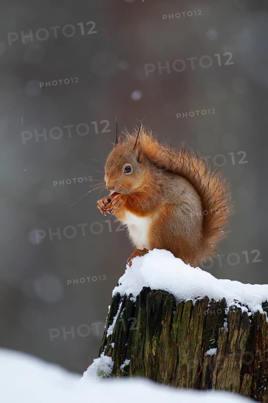 Red squirrel (Sciurus vulgaris) adult animal feeding on a nut on a tree stump covered in snow in winter, Scotland, United Kingdom