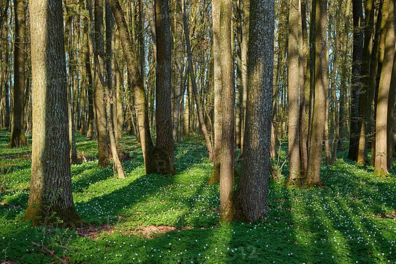 Sun rays cast shadows on green forest floor, spring, wood anemones, Gunzenhausen, Middle Franconia, Bavaria, Germany