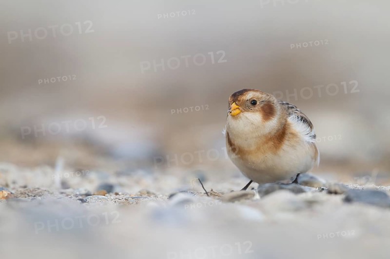 Snow Bunting - Schneeammer - Plectrophenax nivalis ssp. nivalis, Germany