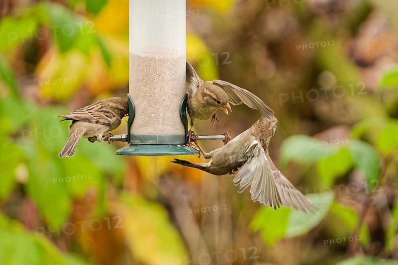 Group of house sparrows (Passer domesticus) competing for food at a hanging garden bird feeder, dynamic scene with flying bird and falling seeds, colorful autumn background, Germany
