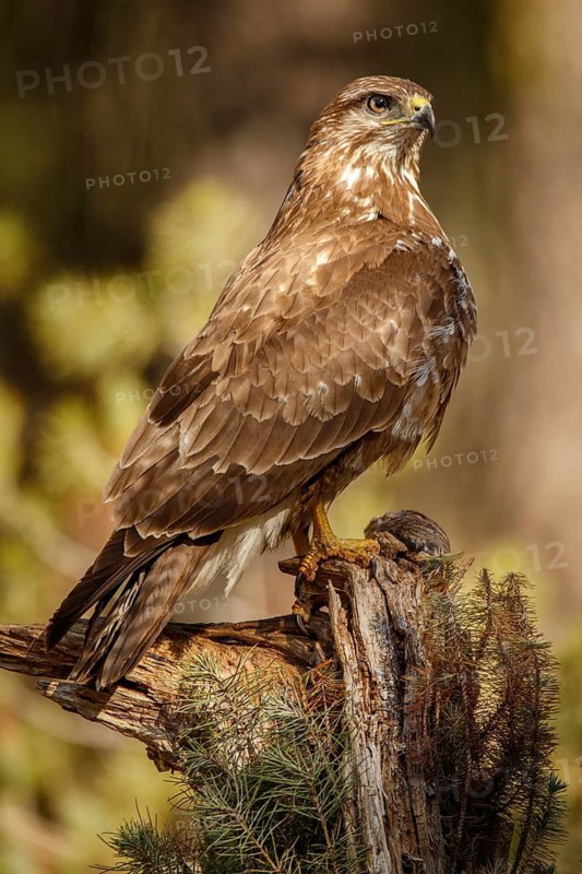 Common Buzzard (Buteo buteo), perched on a branch, Castile and Leon, Spain