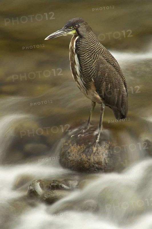 Fasciated Tiger Heron (Tigrisoma fasciatum) fishing, Sarapiqui River, Costa Rica