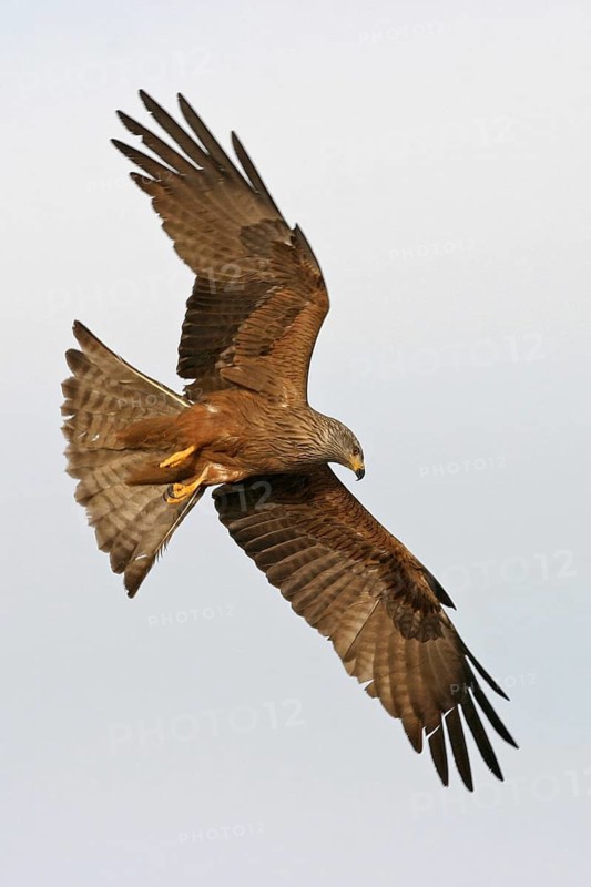 Black Kite (Milvus migrans), Rhineland-Palatinate, Germany