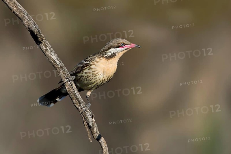 Spiny-cheeked Honeyeater (Acanthagenys rufogularis), Victoria, Australia