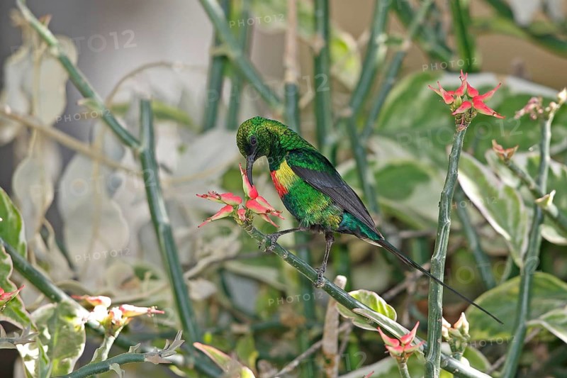 Hunter's Sunbird, Chalcomitra hunteri