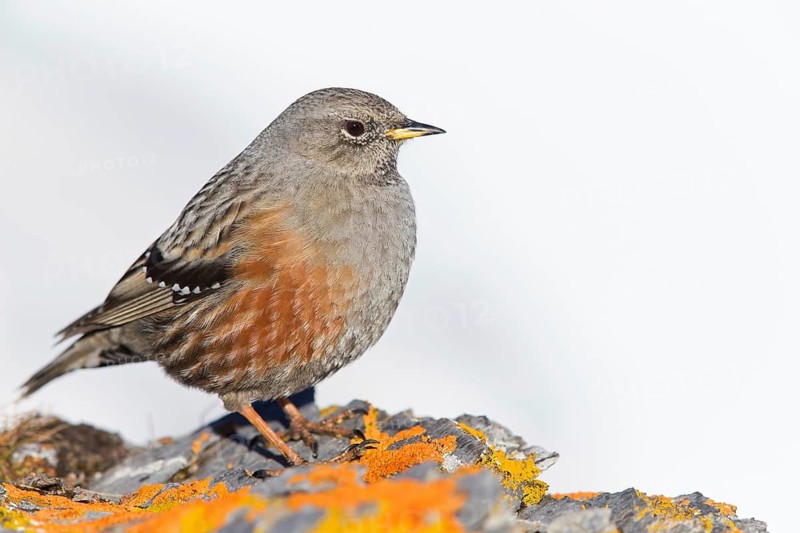 Alpenbraunelle, Alpine Accentor, Prunella collaris, Accenteur alpin, Acentor Alpino
