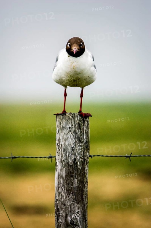 Black-headed gull (Larus ridibundus) on a fence post, Hallig Langeness, Schleswig-Holstein, Germany