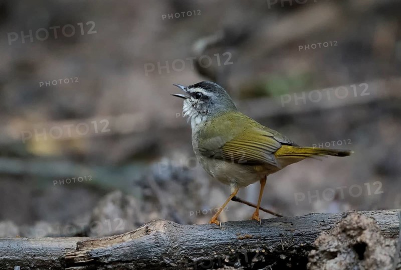 Riverbank Warbler (Myiothlypis rivularis) singing, Atlantic rainforest, Brazil