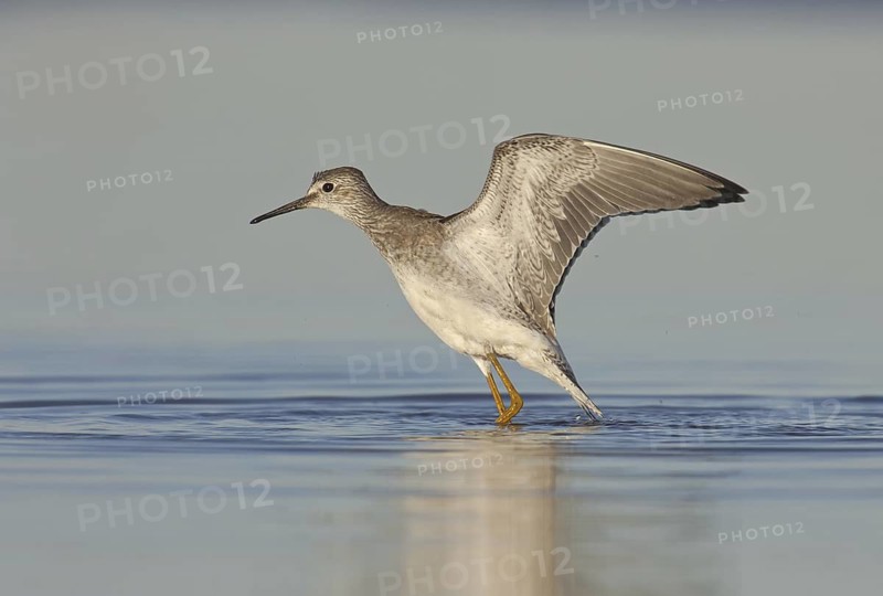 Lesser Yellowlegs (Tringa flavipes), Ohio, USA