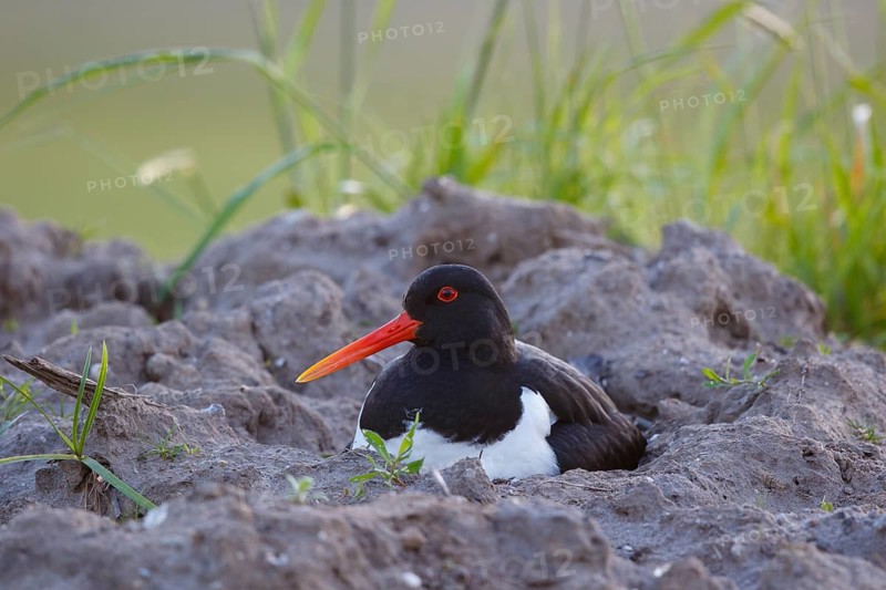 Eurasian Oystercatcher (Haematopus ostralegus) incubating, Netherlands