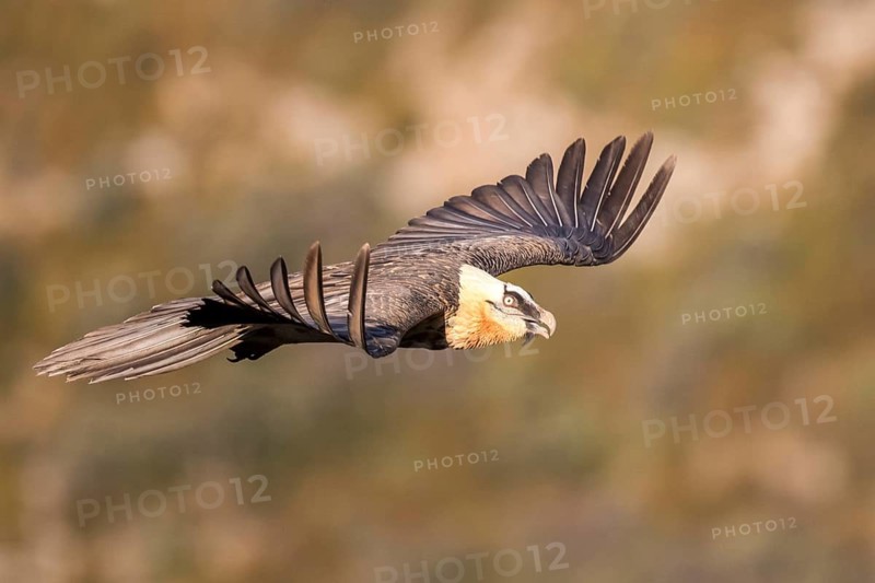 Bearded Vulture (Gypaetus barbatus) flying, Aragon, Spain