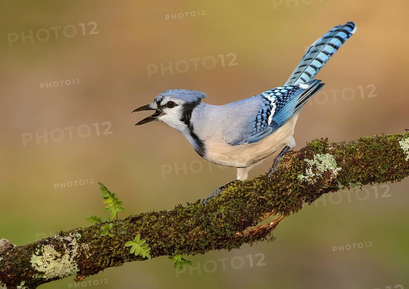 Blue Jay (Cyanocitta cristata) calling, Texas, USA