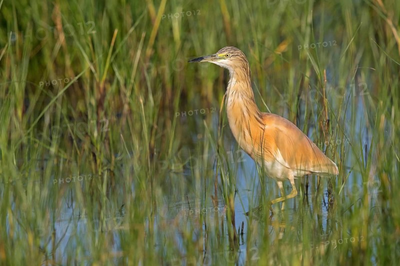 Squacco Heron, Ardeola ralloides, Crabier chevelu, Héron crabier, Garcilla Cangrejera