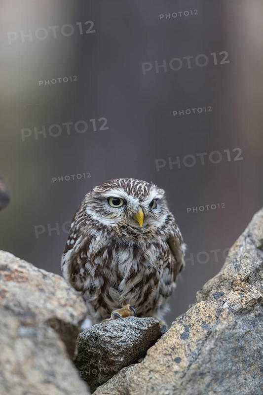 One little owl (Athene noctua) sitting on a stone inside the ruins of an ancient castle