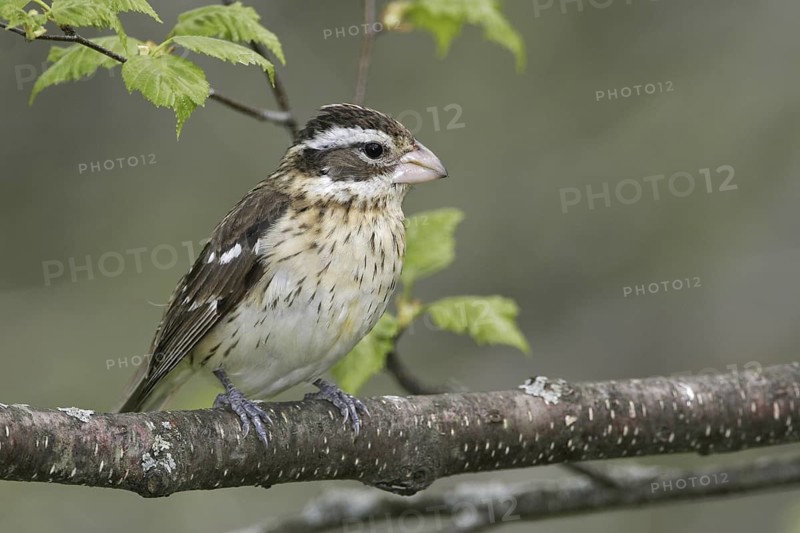 Rose-breasted Grosbeak (Pheucticus ludovicianus), Maine, USA