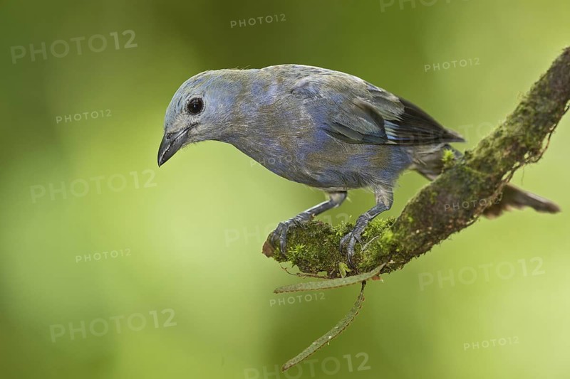 Palm Tanager (Thraupis palmarum), Costa Rica