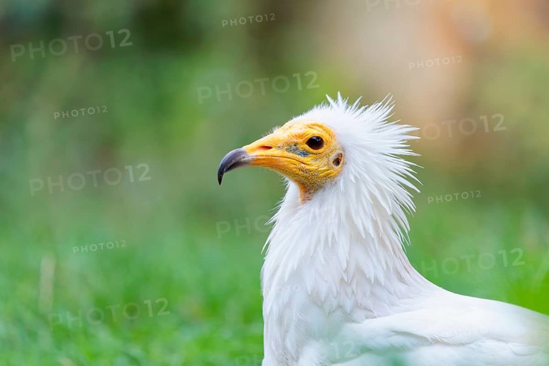 Portrait of an Egyptian vulture (Neophron percnopterus). Iberian Peninsula, North Africa, West Asia and India