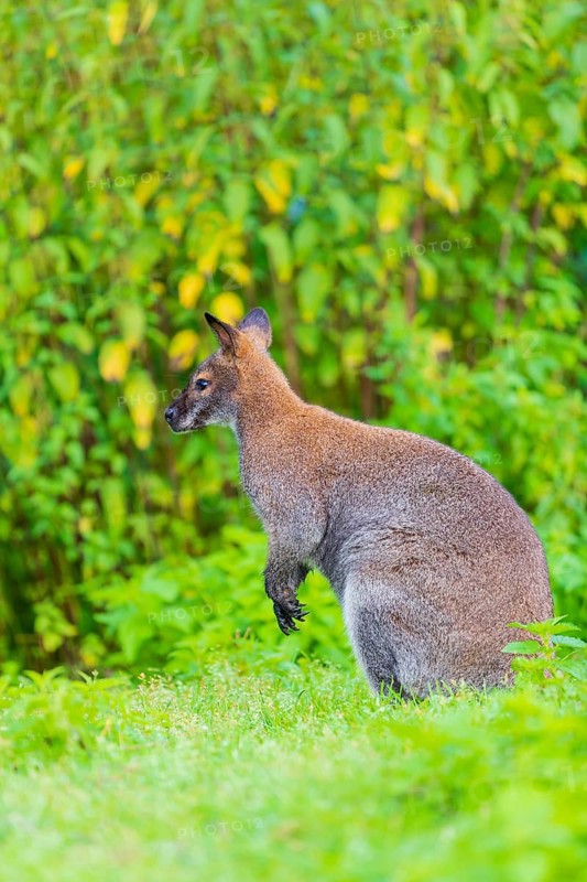 Red-necked wallaby or Bennett's wallaby (Macropus rufogriseus) sits on a green meadow with dense green vegetation in the background