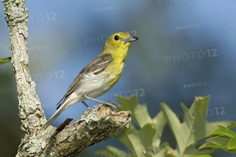 Yellow-throated Vireo (Vireo flavifrons), Texas, USA