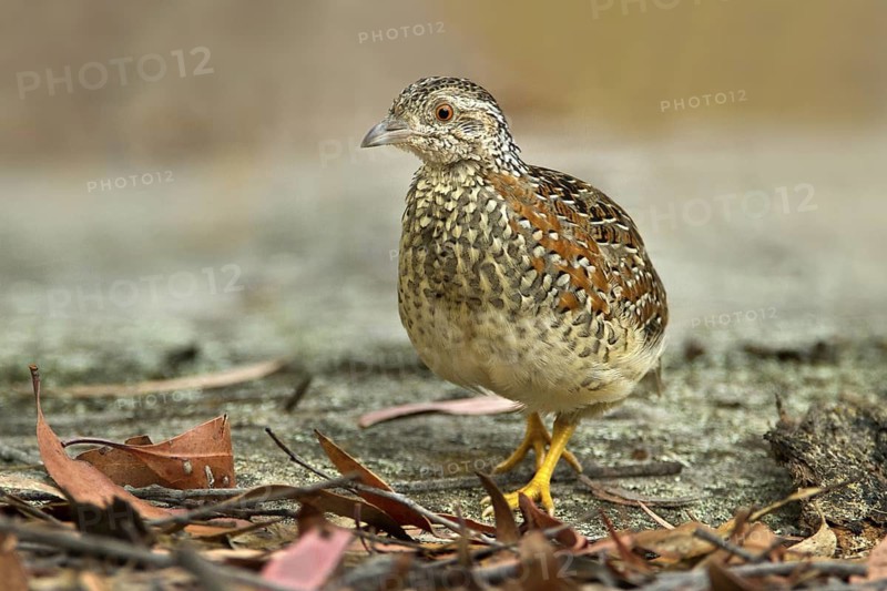 Painted Buttonquail (Turnix varius), New South Wales, Australia