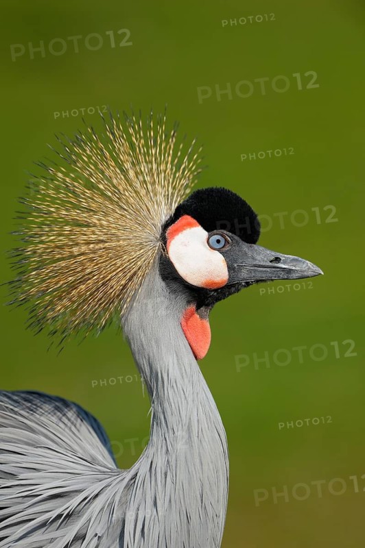 Ostafrikanischer Kronenkranich (Balearica regulorum), Grey crowned crane, Portrait, April, Heimat: oestliches und suedliches Afrika, captive, Zoo, Nordrhein-Westfalen, Deutschland