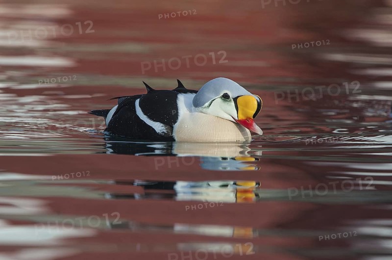 King Eider (Somateria spectabilis) male, Norway