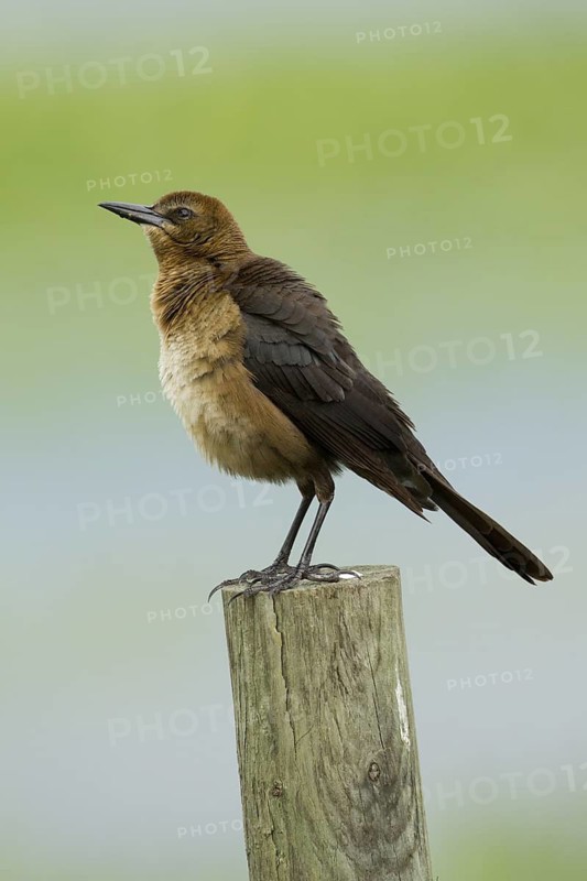 Boat-tailed Grackle (Quiscalus major) female perched on a post, Florida, USA