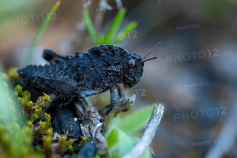 A detailed close-up of a grasshopper, blending seamlessly into its environment among twigs and moss, emphasizing its natural camouflage ability in the wild