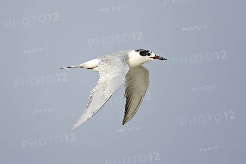 Forster's Tern Sterna forsteri Boca Chica, TEXAS, United States 4 April Adult winter plumage molting into summer plumage. Laridae