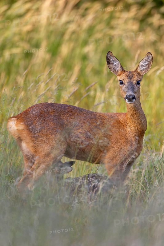 Whilst the doe (Capreolus capreolus) is attentively suckling the fawn, summer, summer coat, fawns, June, Germany