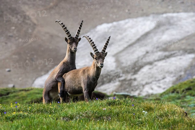 Alpine Ibex (Capra ibex) pair mating, High Tauern, Carinthia, Austria
