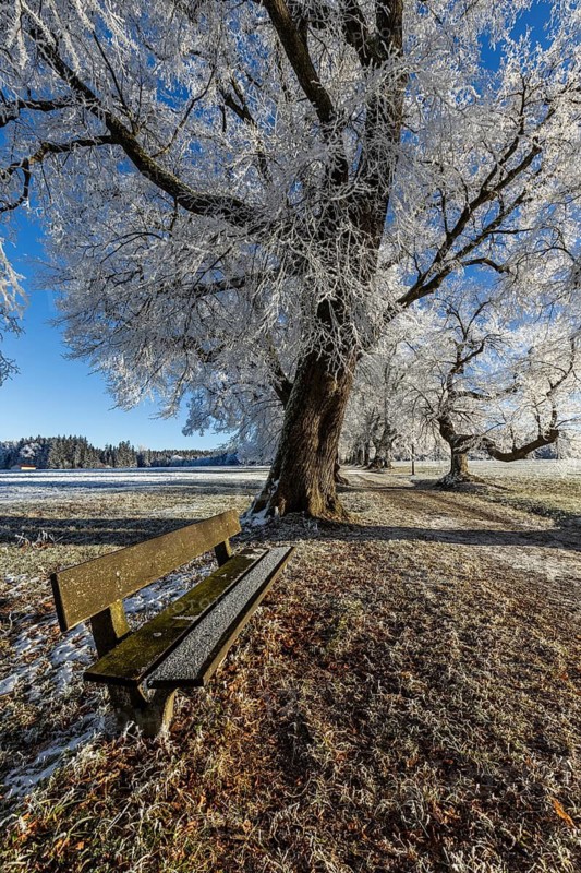 A frosty tree with a bench in the foreground in wintry surroundings, Maria Schnee, Nassenbeuren, Unterallgäu, Bavaria, Germany