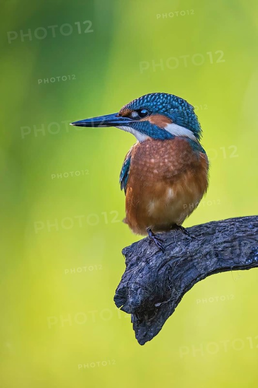 Common Kingfisher (Alcedo atthis) male perched on a branch, Saxony-Anhalt, Germany
