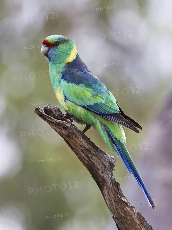 Mallee Ringneck (Barnardius zonarius barnardi), Queensland, Australia