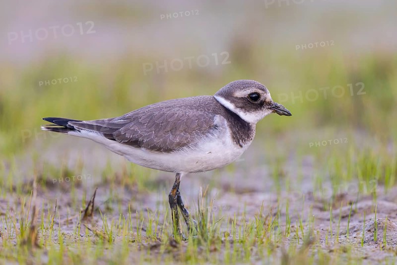 Common Ringed Plover (Charadrius hiaticula) foraging, North Rhine-Westphalia, Germany