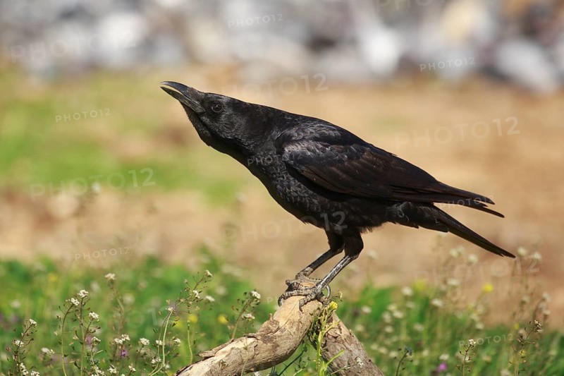 Carrion Crow (Corvus corone), Spain