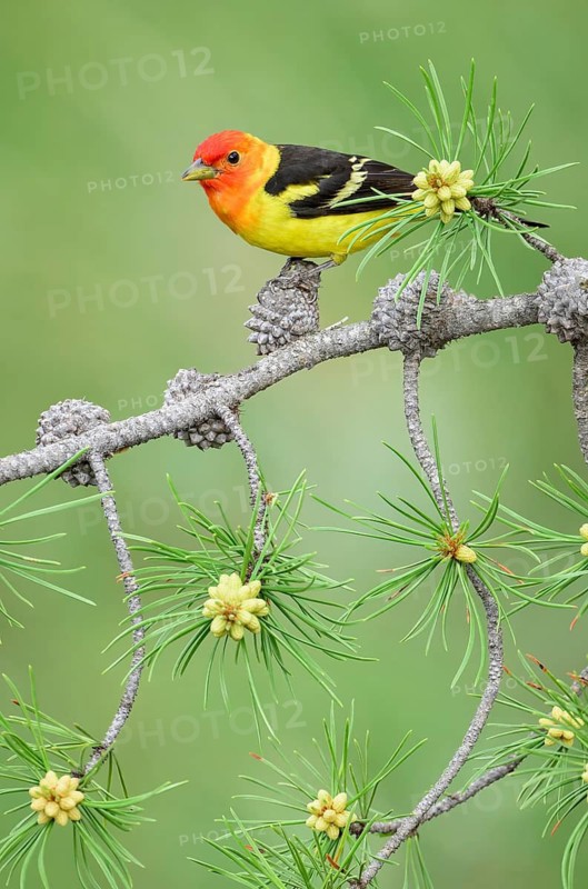 Western Tanager (Piranga ludoviciana) male perched on a branch, Colorado, USA