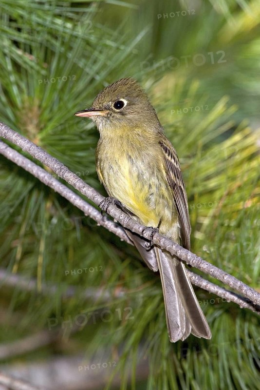 Cordilleran Flycatcher Empidonax occidentalis Chiricahua Mountains, Cochise County, ARIZONA, USA 6 June Adult Tyrannidae