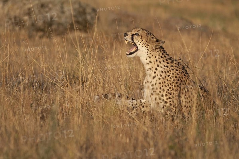 Cheetah (Acinonyx jubatus) captive, female hissing, Castile-La Mancha, Spain