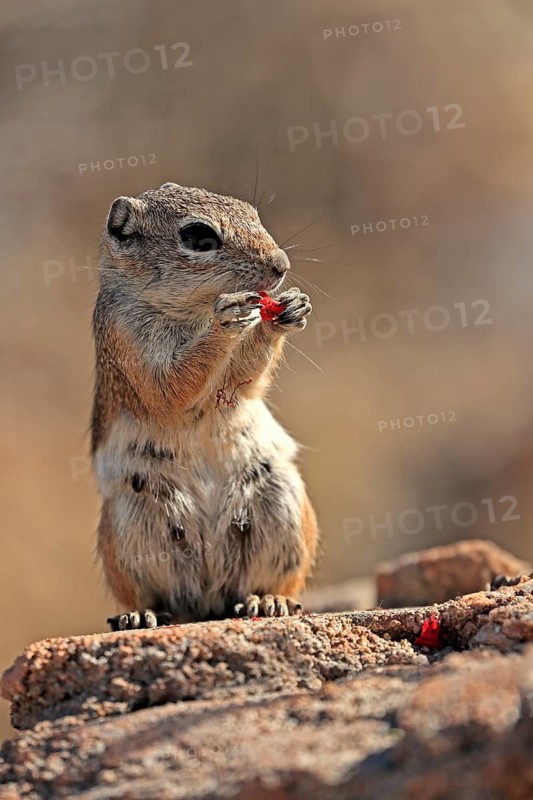 Antelope gopher, (Ammospermophilus harrisii), adult, on tree, foraging, Sonoran Desert, Arizona, North America, USA