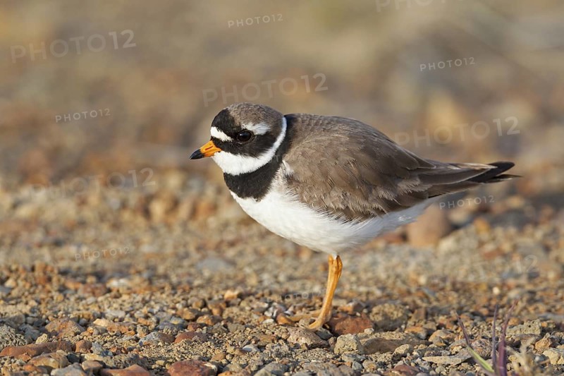 Common Ringed Plover (Charadrius hiaticula), Iceland