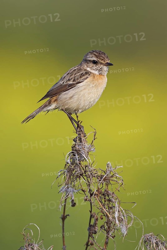 European Stonechat (Saxicola rubicola) female, Rhineland-Palatinate, Germany