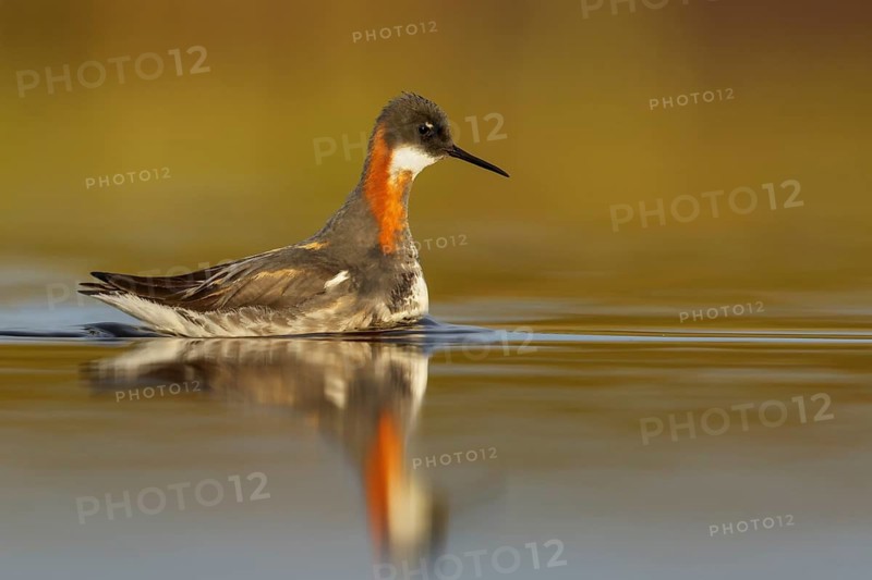 Red-necked Phalarope (Phalaropus lobatus) in a pond near Nome, Alaska