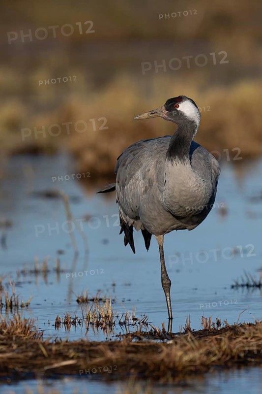 Common crane (Grus grus), Hornborga, Sweden