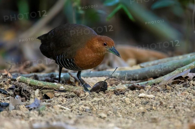 Hinduralle (Rallina eurizonoides), Cat Tien National Park, Vietnam