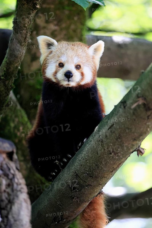 Western Red panda (Ailurus fulgens), adult, on tree, Himalayas, Central Asia